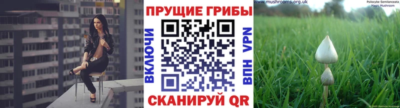 Псилоцибиновые грибы Cubensis  Асино 